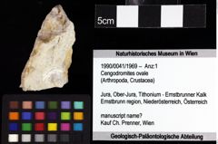 Foto (Objket + Etiketten) von Cengodromites ovale 
